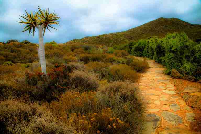 Nikki Otto Karoo Desert National Botanical Garden path for visitors