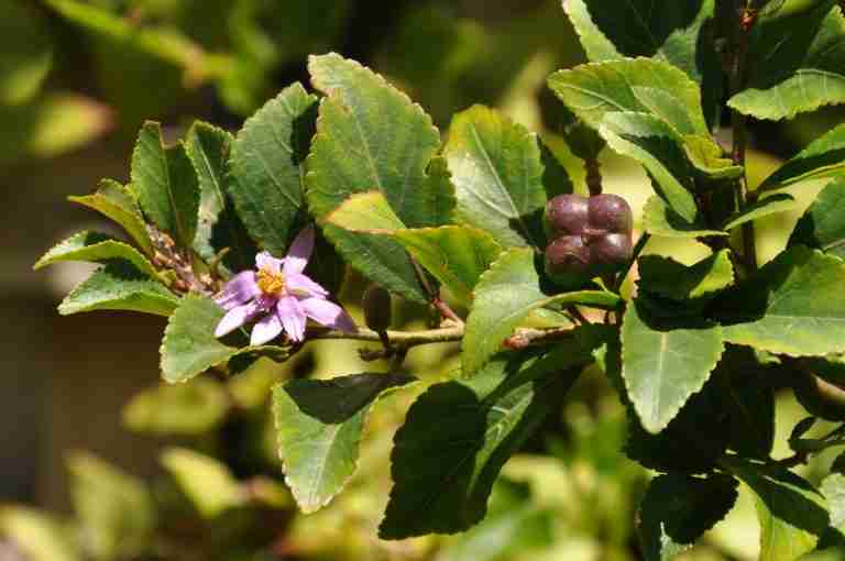 Cross Berry (Grewia flora)