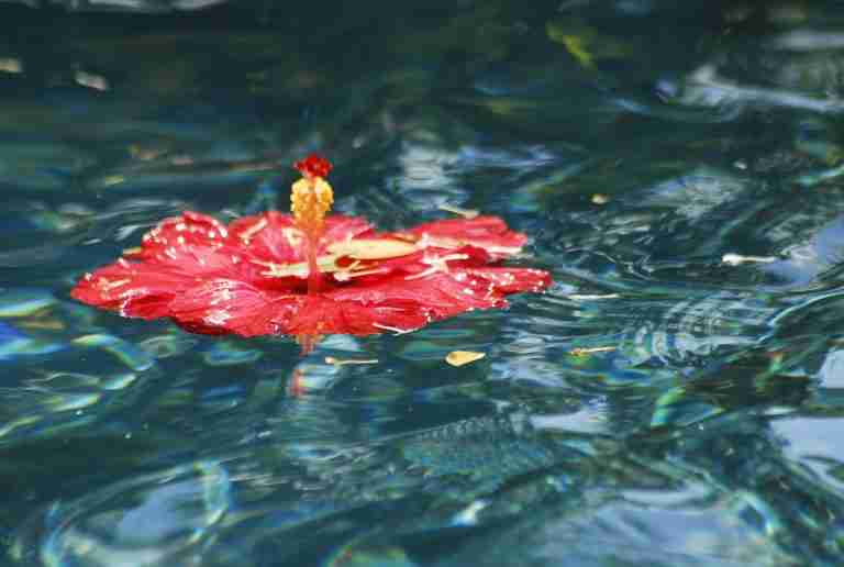 Red Hibiscus Making a Flower Essence