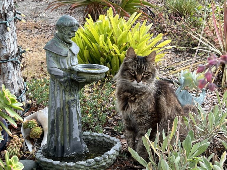 Goodbye Roo Lead Image