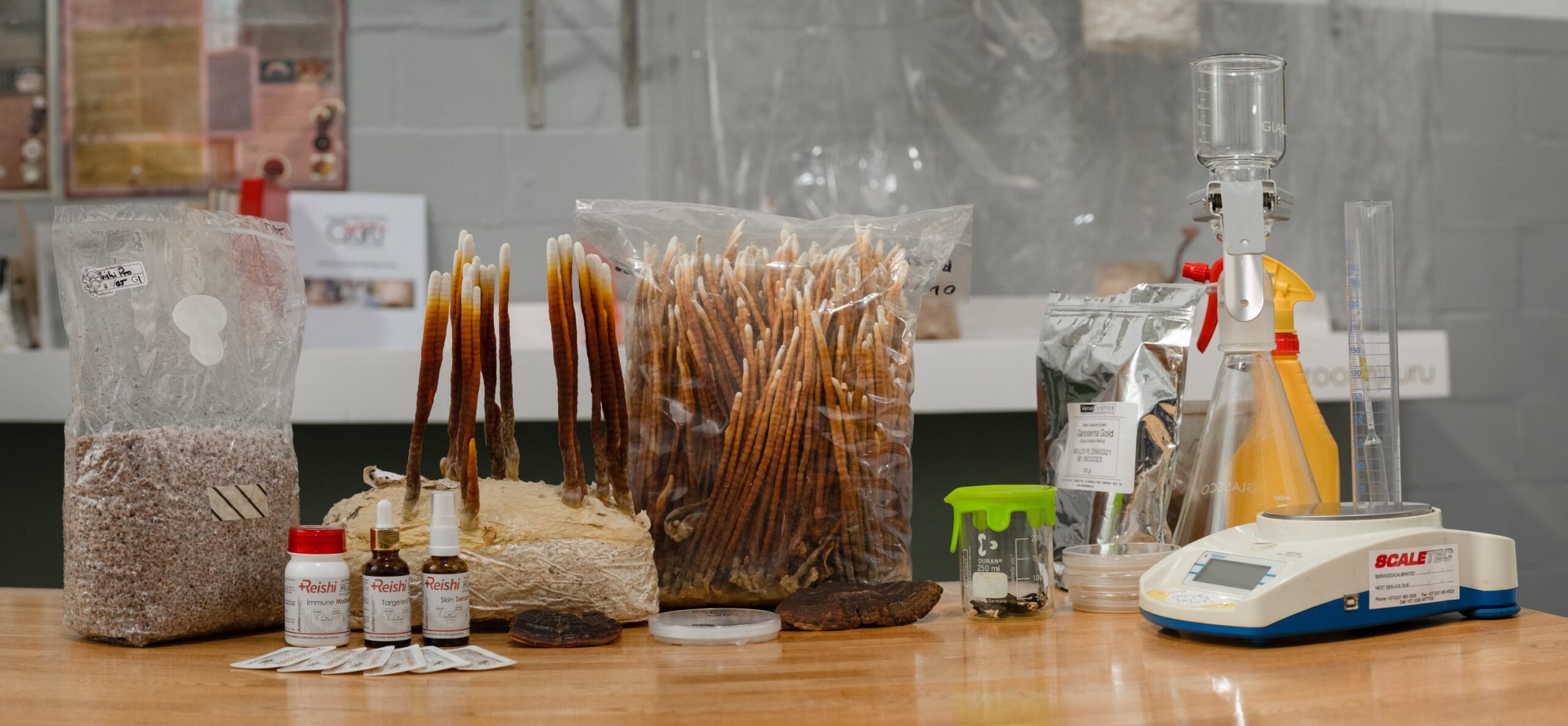 Mycological Synergy Mushrom Guru Print Lead