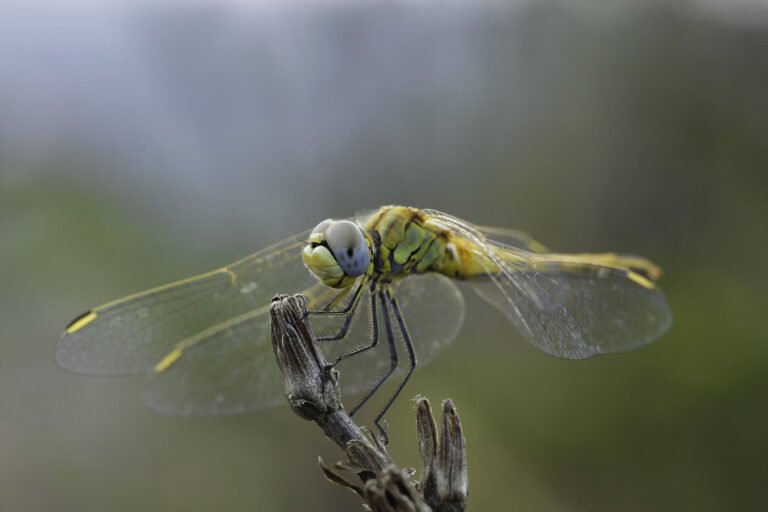 Radical Regen Lead Image