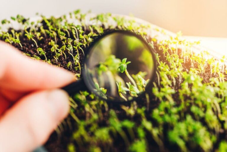 dreamstime_xxl_177334753