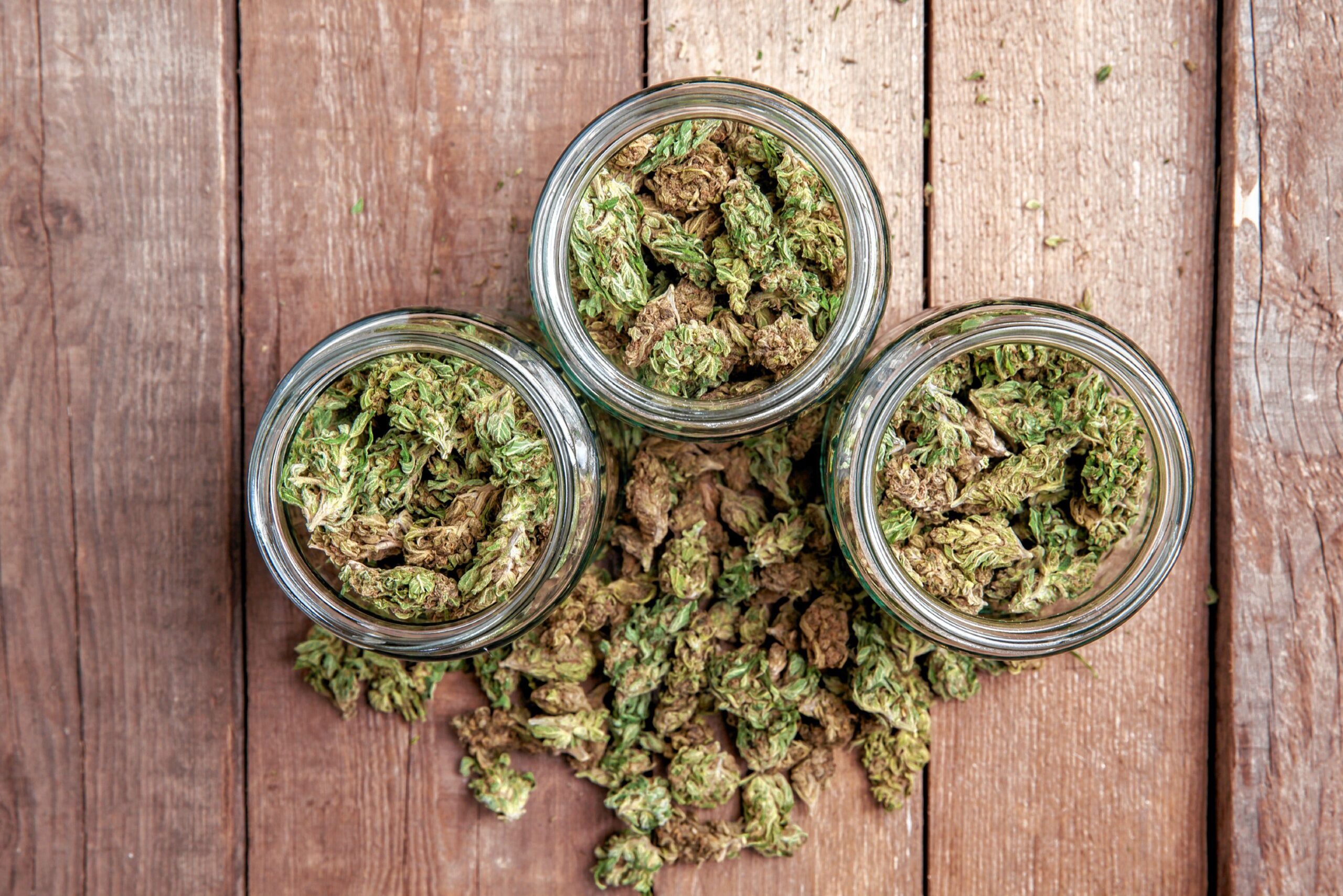 Marijuana buds in glass jars