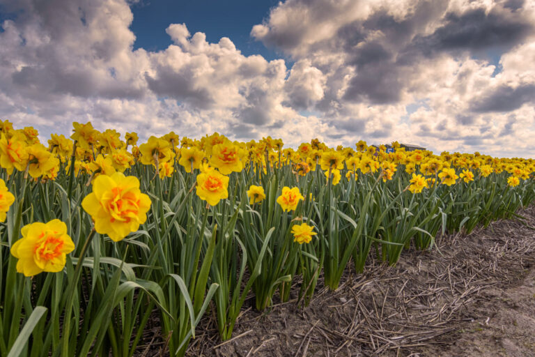 Daffodil Lead Image 1